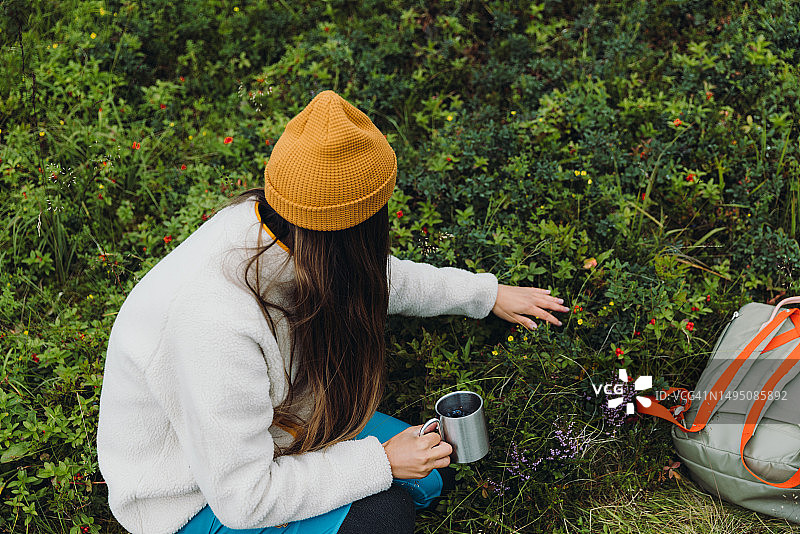 女人在罗弗敦群岛采摘蓝莓放入杯中图片素材