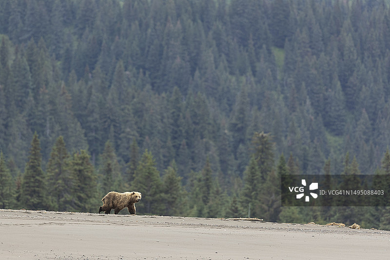 沙滩上的熊图片素材