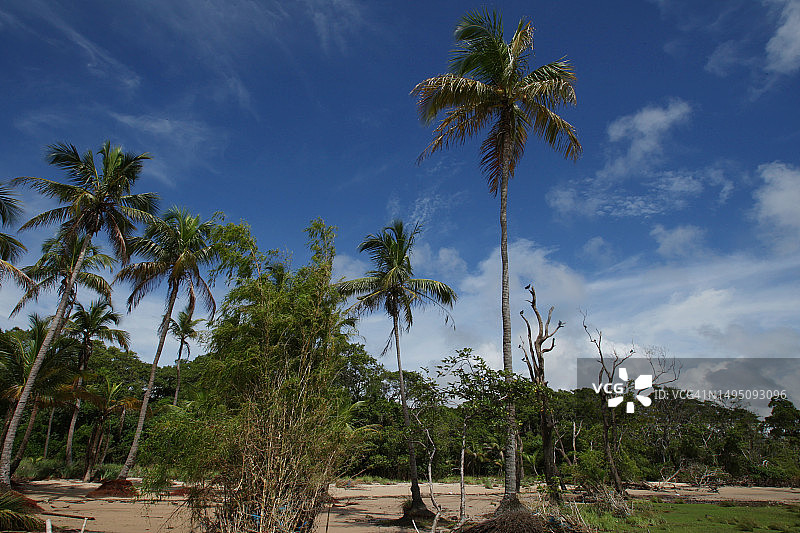 Marajó巴西亚马逊岛图片素材