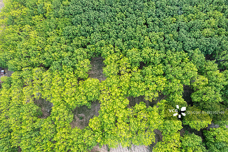 郁郁葱葱的绿色森林或林地鸟瞰，俯瞰树顶的全景图片素材