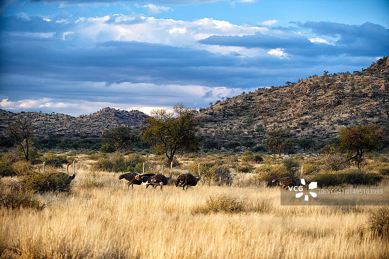纳米比亚国家公园内的鸵鸟图片素材