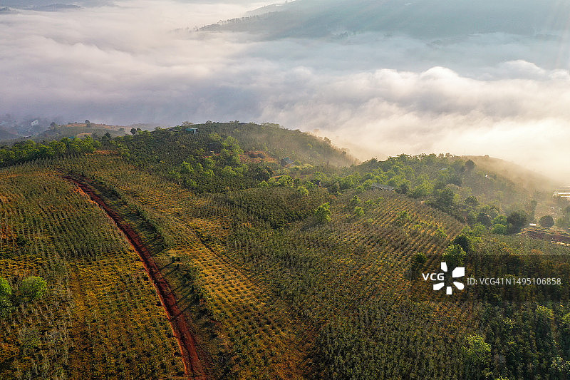 雾气和晨曦中的咖啡种植园山丘无人机航拍图片素材
