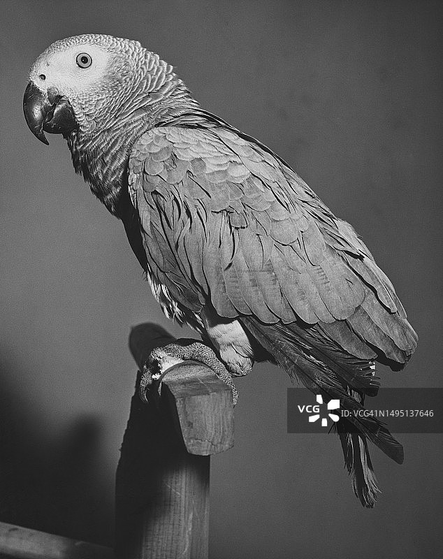 栖息的鹦鹉图片素材
