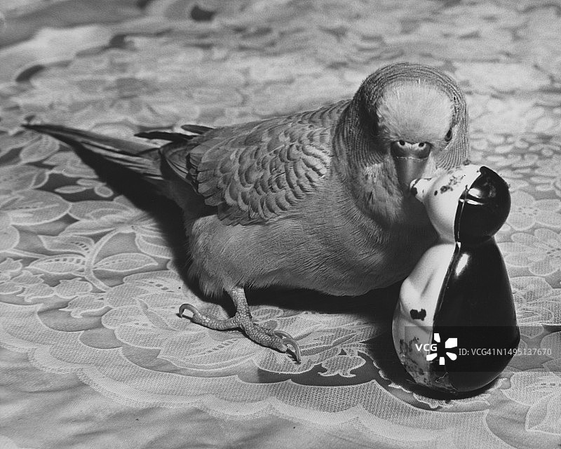 玩耍的鹦鹉图片素材