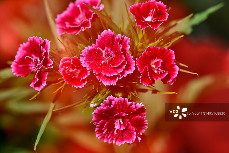 盛开的香豌豆花图片素材