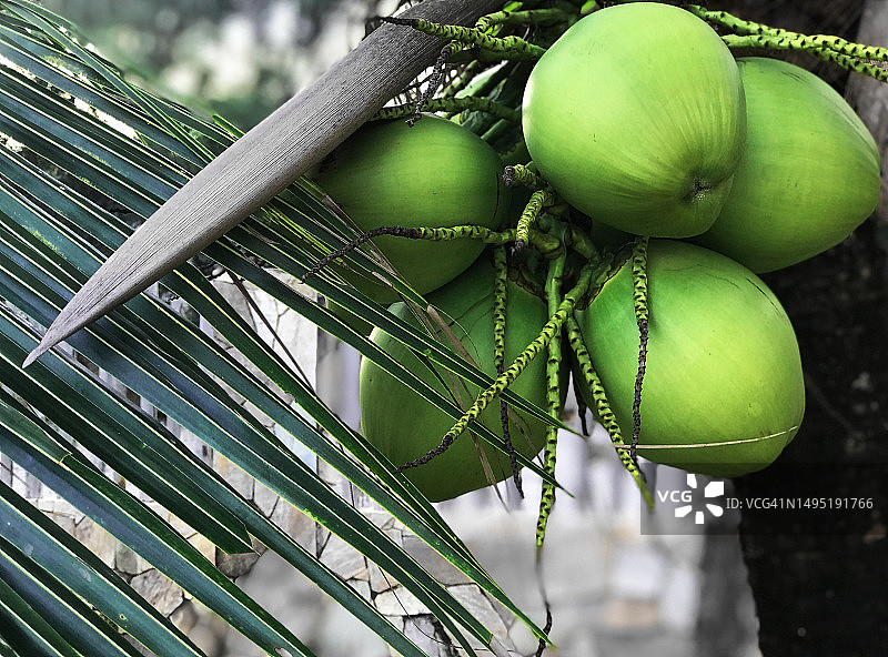 棕榈树上的一堆椰子特写图片素材