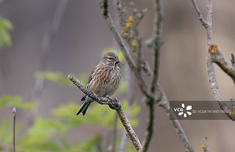 她用小树枝筑巢图片素材