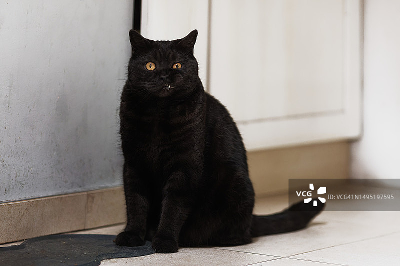 等待食物的猫图片素材