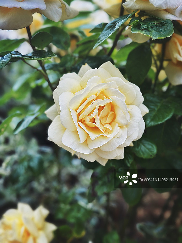 黄色混合茶香月季图片素材