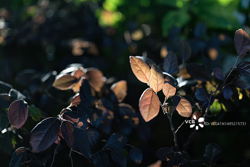 阳光照耀下的流苏树叶图片素材
