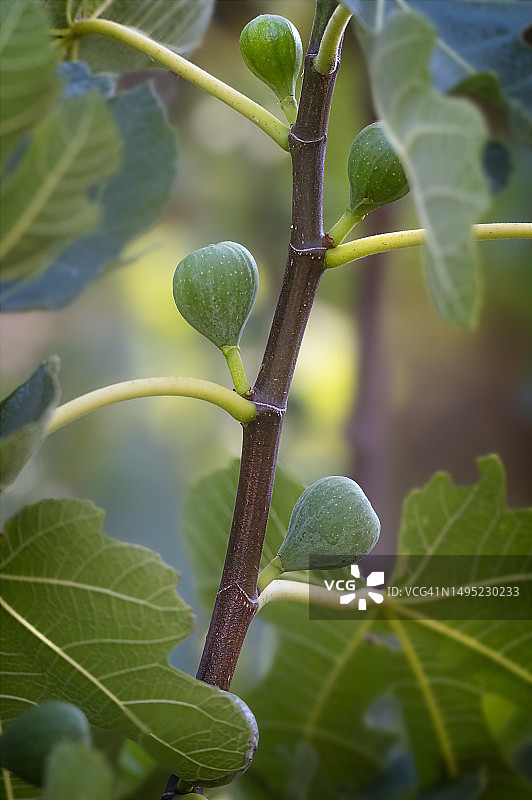 生长中的无花果图片素材