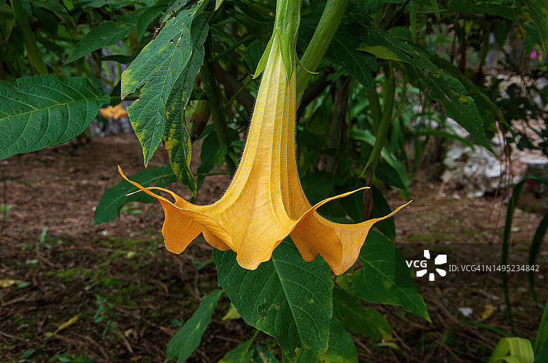 花园中盛开的金色曼陀罗花图片素材