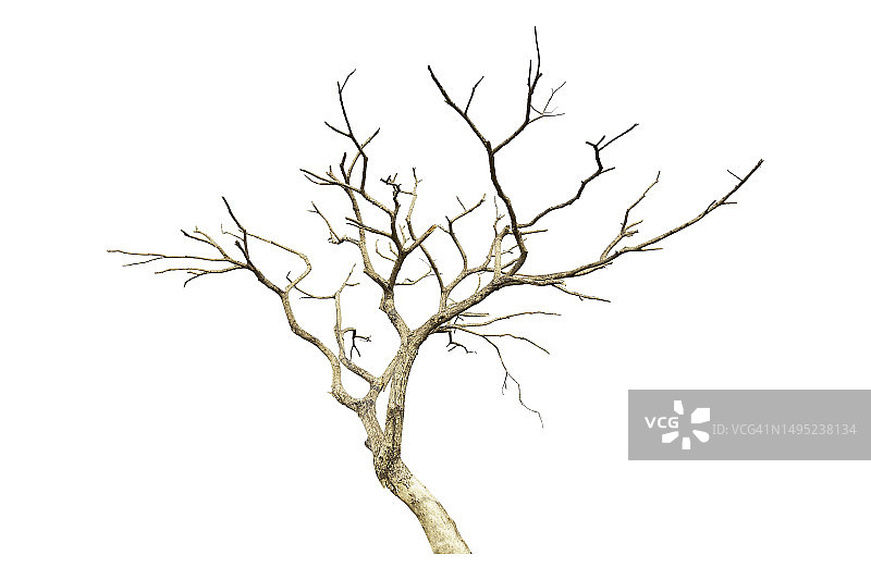 白色背景上的孤立枯树（带裁剪路径）图片素材