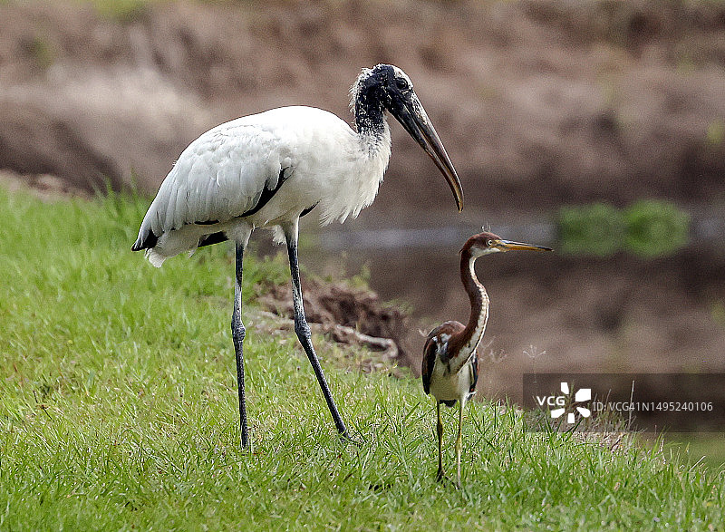 瓦科达哈奇湿地的美洲木鹳图片素材