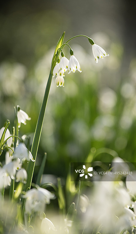 夏日雪花图片素材