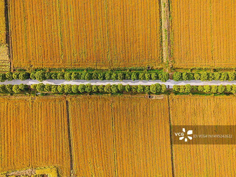 中国上海广阔的金色麦田航拍图片素材