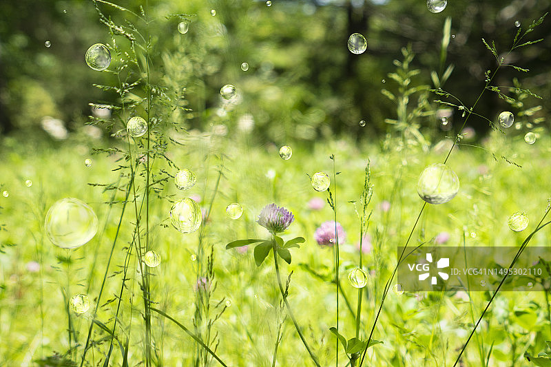 森林中的水滴图片素材