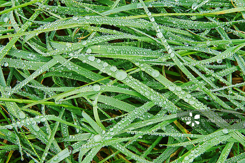 草上的露珠图片素材