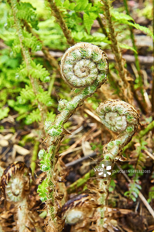 蕨类植物图片素材