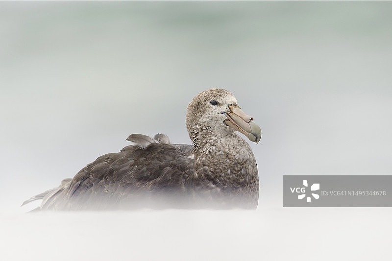海狮岛，福克兰群岛海滩上的巨海燕鸟类特写图片素材