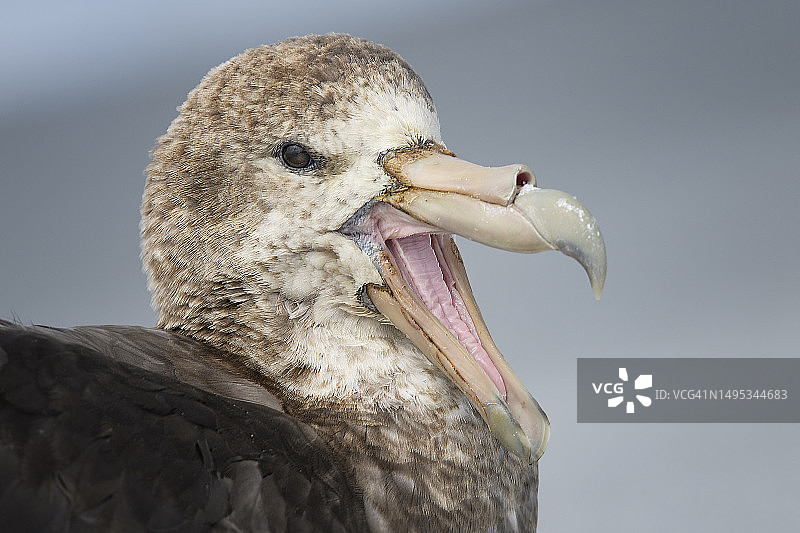 海狮岛上张着嘴的巨海燕鸟的特写，福克兰群岛图片素材