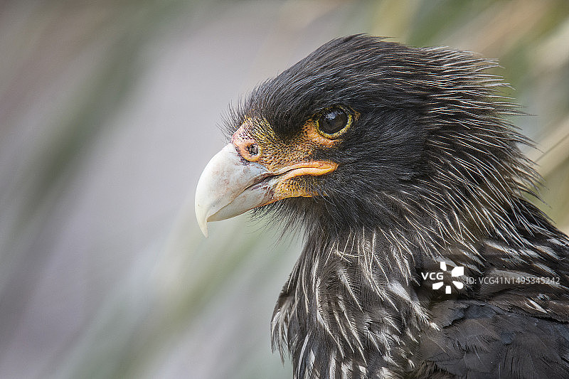 海狮岛上的斑翅卡拉卡拉特写图片素材