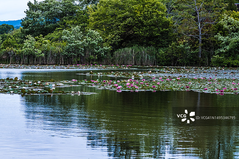 平静水面上的荷花群图片素材