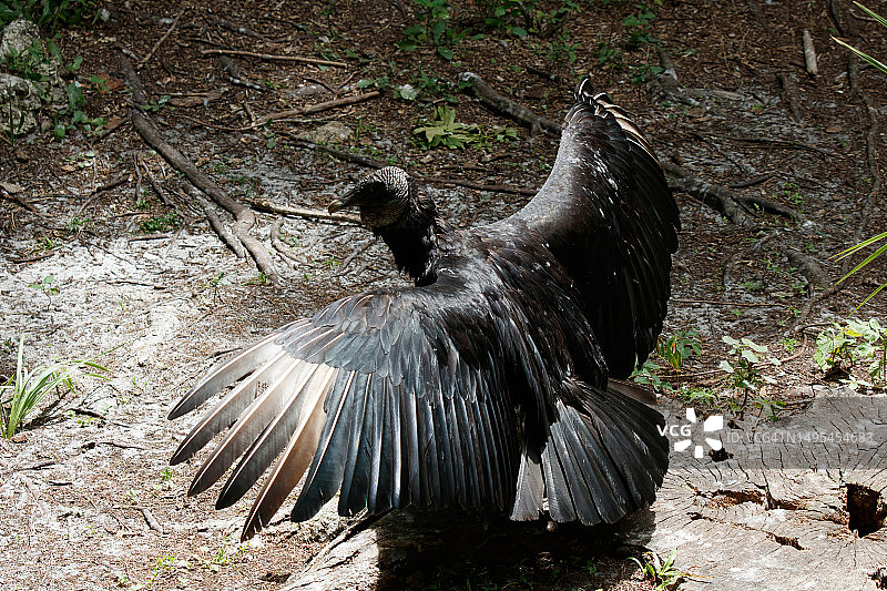 黑秃鹰图片素材