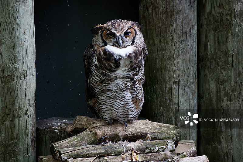 大角猫头鹰图片素材