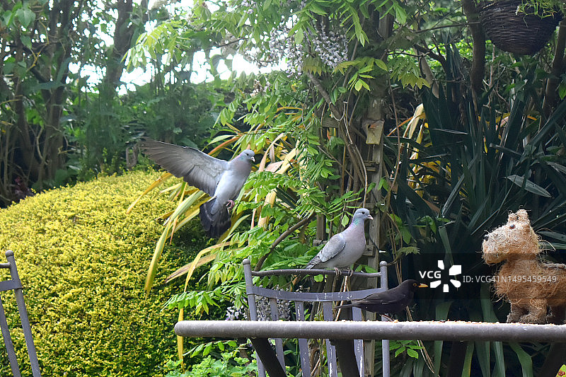 鸟类在春季的绿色自然背景下到餐桌上觅食图片素材