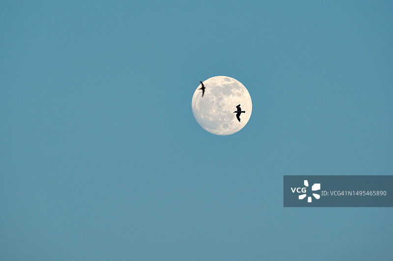 鸟类与月亮交相辉映的剪影照片图片素材