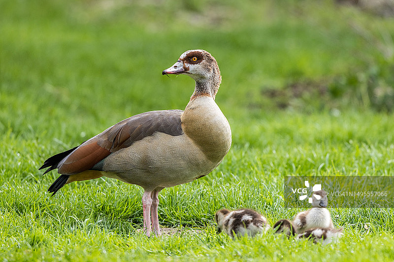 与小鸭子在一起的埃及雌鹅图片素材
