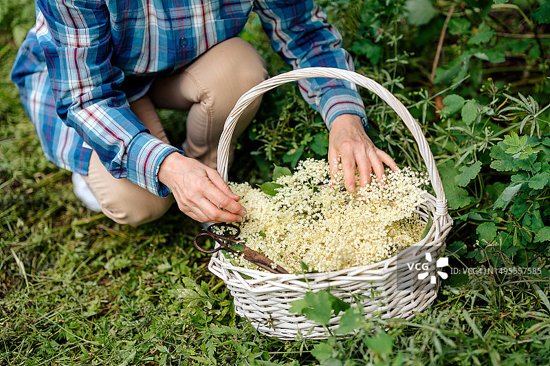 年长的女人在野外采摘野生接骨木花图片素材