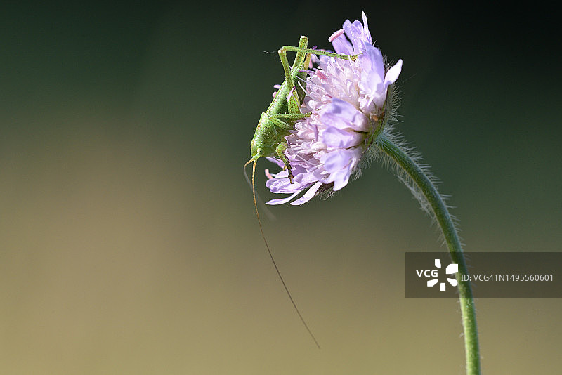花朵上的蚱蜢图片素材