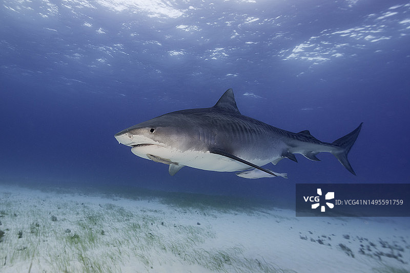 巴哈马浅蓝色清澈水域中的虎鲨图片素材