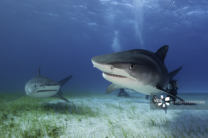 两只虎鲨图片素材