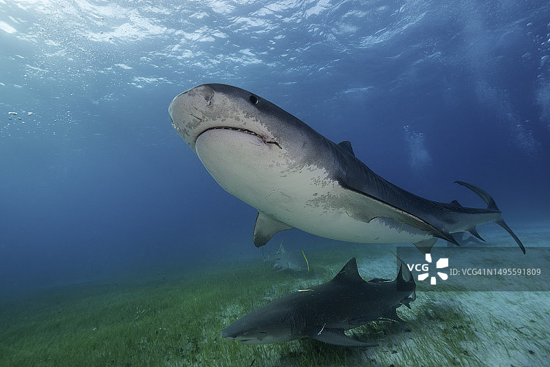 巴哈马群岛的虎鲨和柠檬鲨图片素材