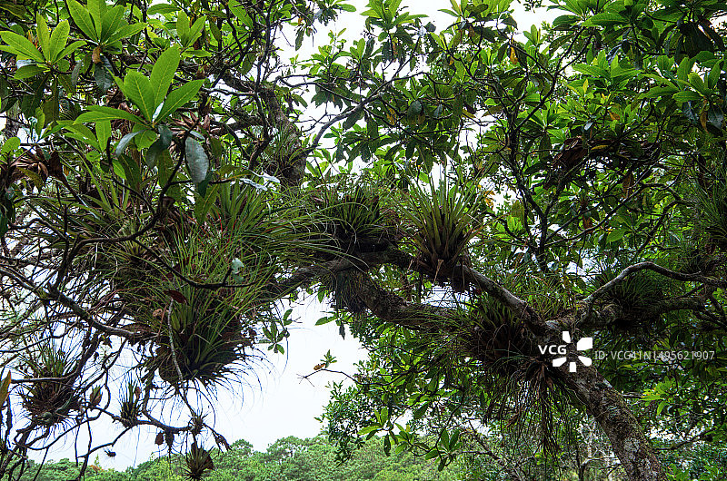 墨西哥恰帕斯蒙特贝洛湖国家公园埃斯梅拉达泻湖附近的树枝上生长的凤梨科植物图片素材