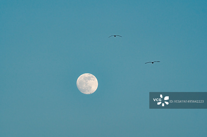 如画般的月亮与海鸥图片素材