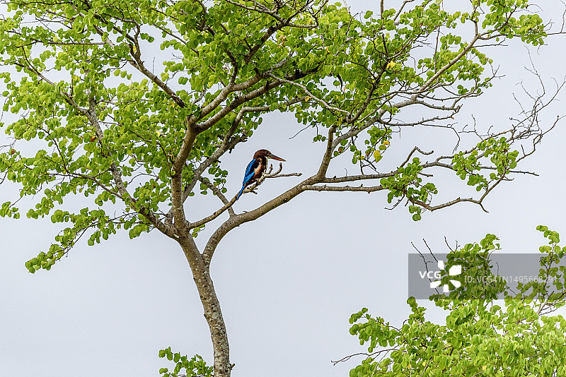 斯里兰卡的白喉翠鸟图片素材