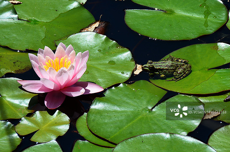 法国睡莲与青蛙图片素材