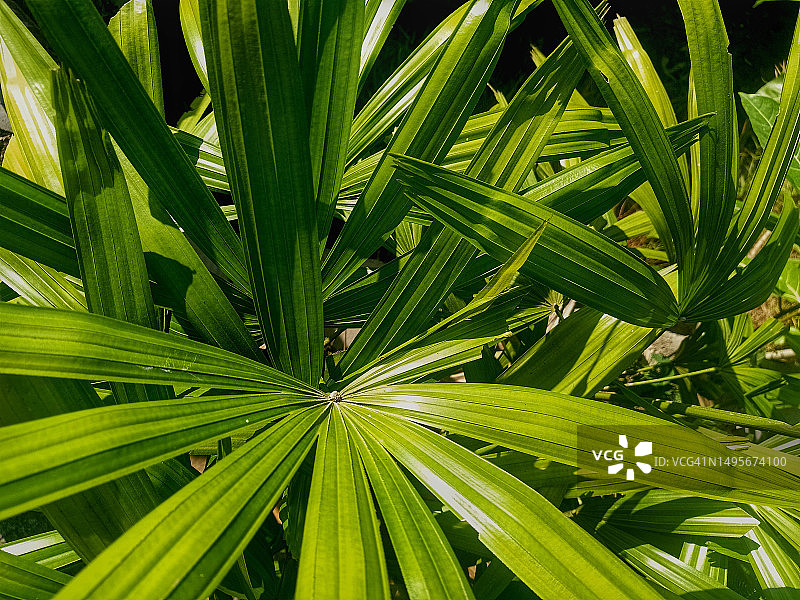 高角度拍摄的绿色棕榈叶图片素材