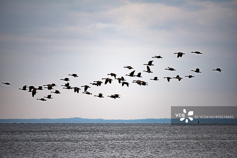 鹅群飞翔：美国康涅狄格州韦斯特波特科姆波海滩图片素材