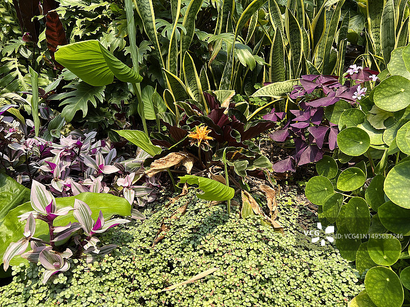 热带花卉植物图片素材