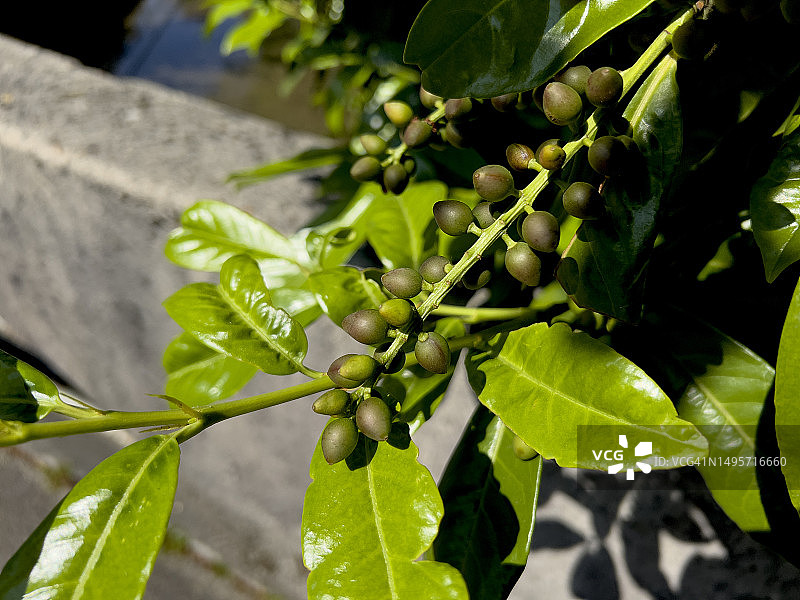 墨西哥拟漆树的叶子和果实图片素材