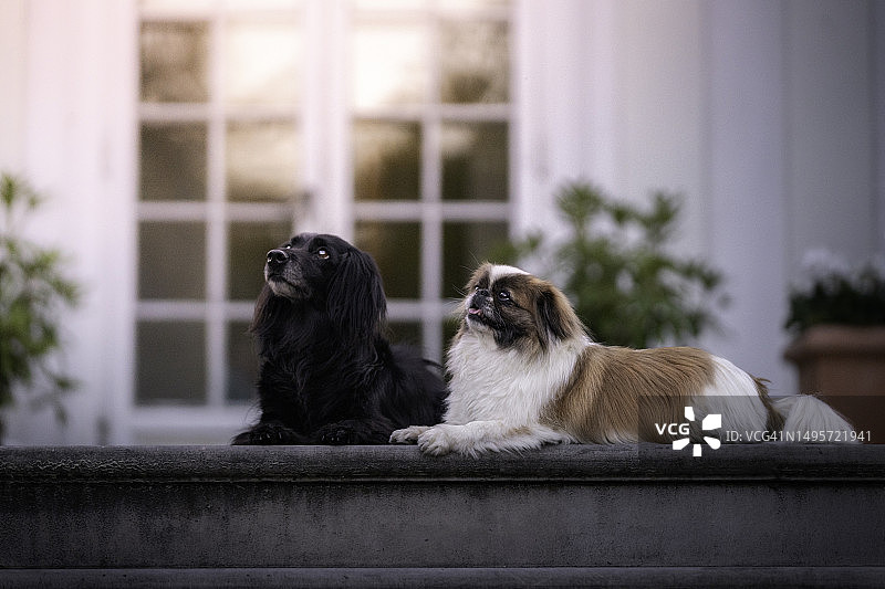 两只躺在露台上的狗图片素材