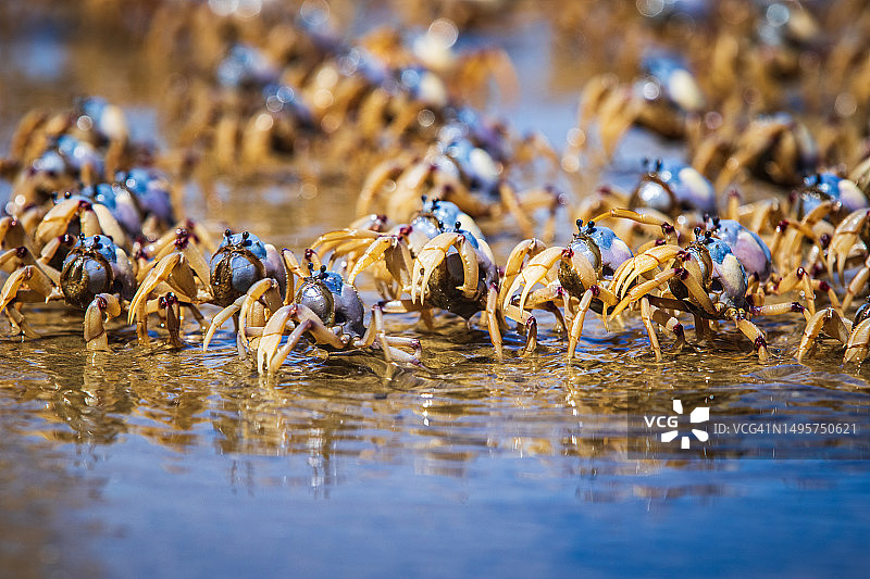 低潮时在沙滩上移动的士兵蟹特写图片素材