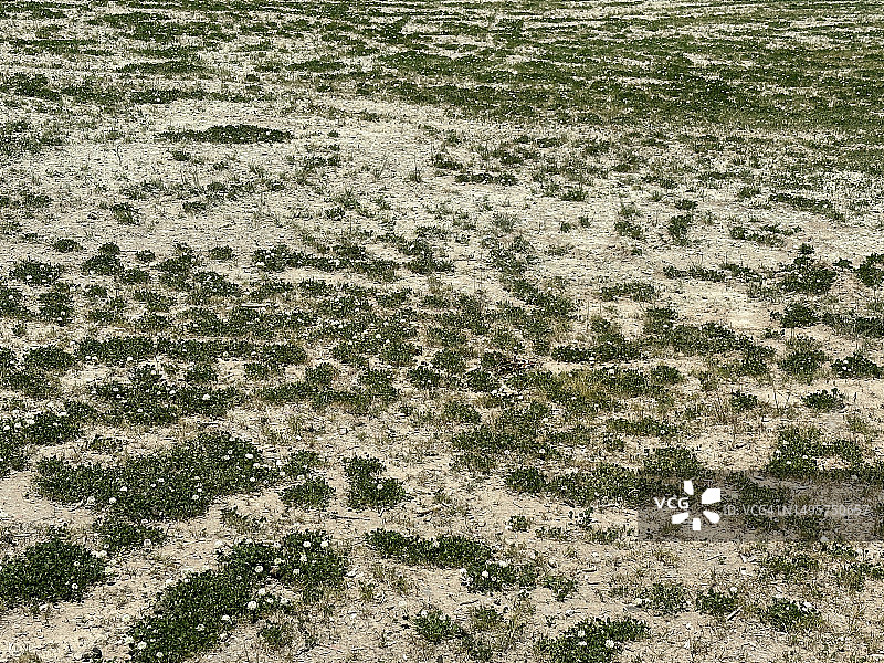 九头蛇种子喷雾图片素材