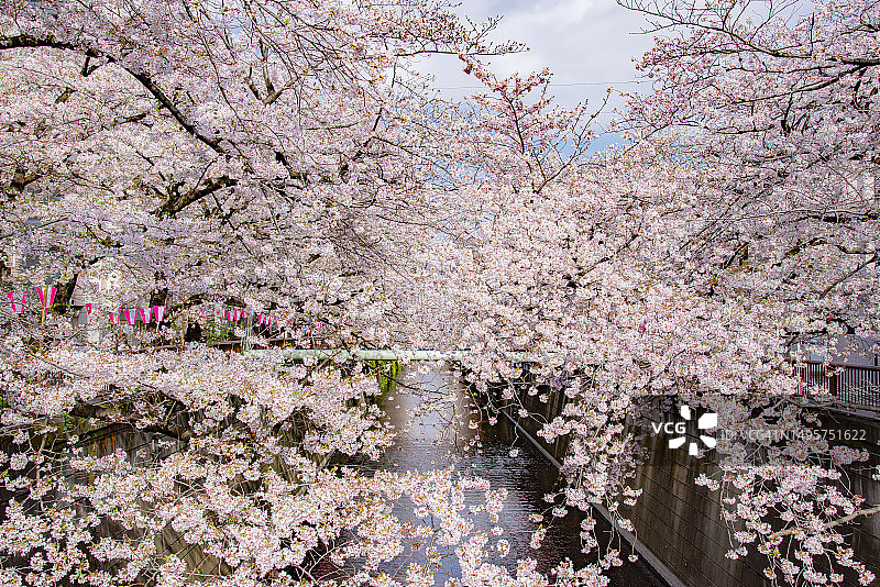 日本东京目黑川樱花隧道图片素材