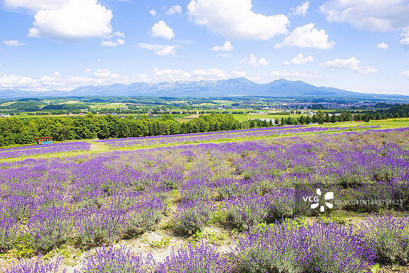 日本北海道富良野薰衣草田夏季美景图片素材